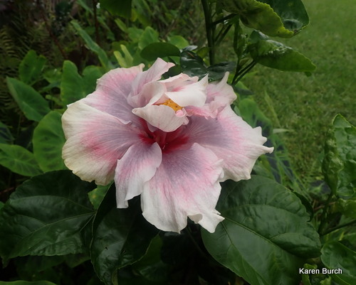 Double Tropical Hibiscus Bloom smoky purple, pink and white