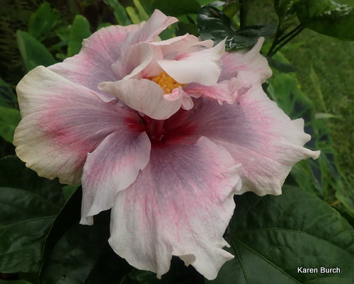 Double Tropical Hibiscus Bloom smoky purple, pink and white
