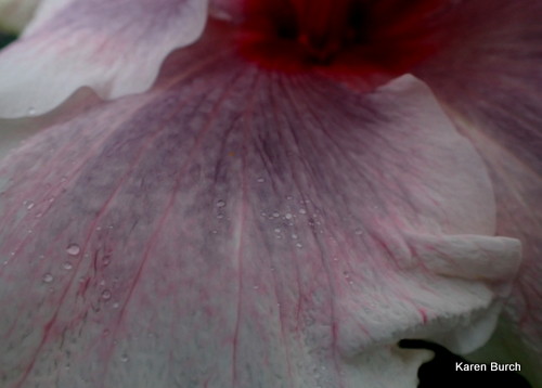 Double Tropical Hibiscus Bloom smoky purple, pink and white 7 inch