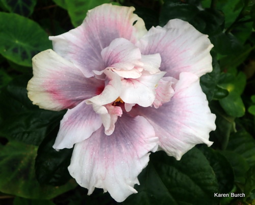 Double Tropical Hibiscus Bloom smoky purple, pink and white 7 inch