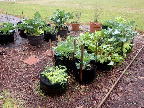 Container Garden with brassicas broccoli brussel sprouts collards