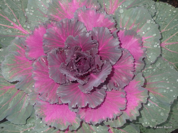 Color Up Purple Ornamental Cabbage from Park Seed