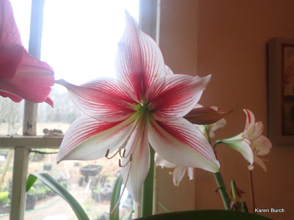 Amaryllis Glee