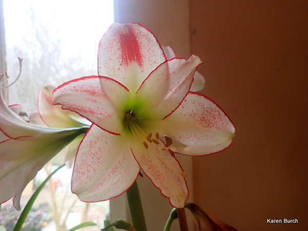 Amaryllis Picotee