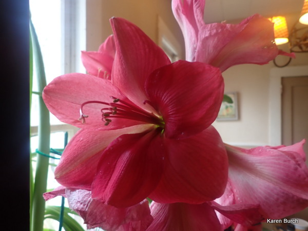 Amaryllis mislabeled Aphrodite looks more like Pink Surprise