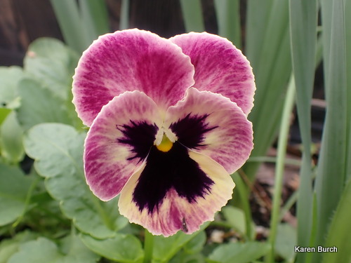 Matrix® Coastal Sunrise Mix Pansy Seeds