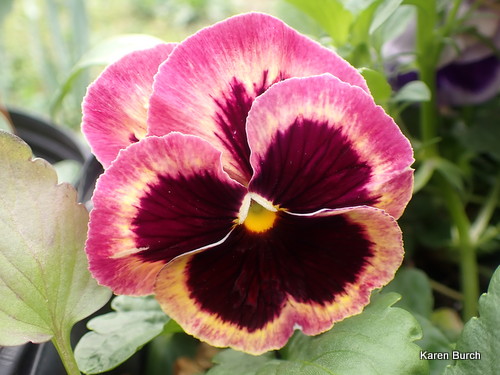 Matrix® Coastal Sunrise Mix Pansy Seeds