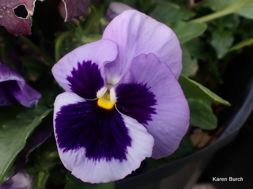 Matrix® Coastal Sunrise Mix Pansy Seeds