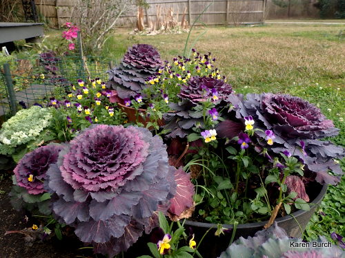 Ornamental Cabbage and Johnny Jump Ups