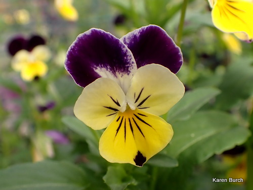 Johnny Jump Up viola