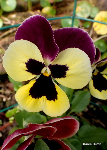Pansy burgundy and yellow
