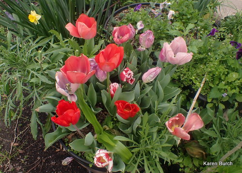 Tulip Mix