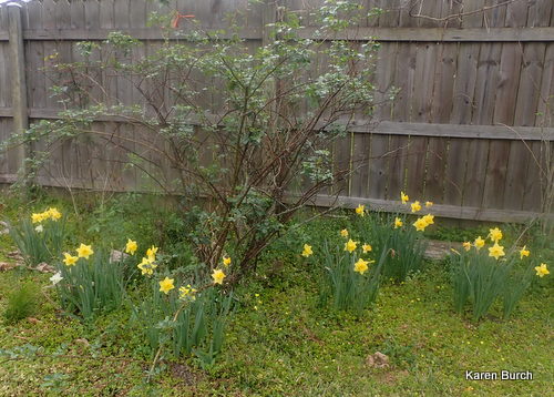 daffodils along the fence in Springtime