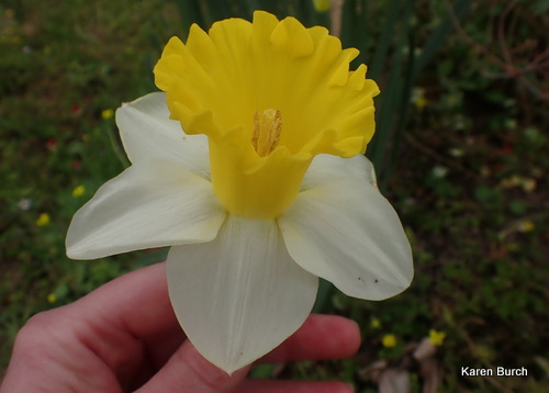 Huge Yellow and white daffodil