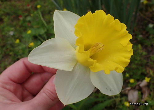 Huge Yellow and white daffodil