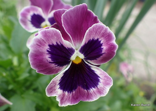Pansy pink and purple
