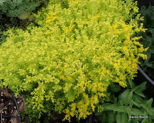 sedum blooming