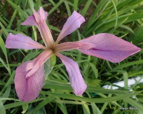 Louisiana Iris Lavender