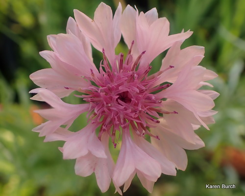 Pink Bachelor Button cornflower