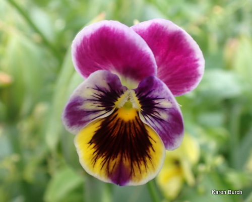 Viola pink purple and yellow