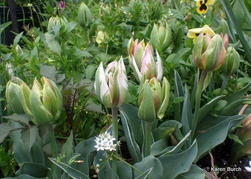 Veridiflora tulips from a mix