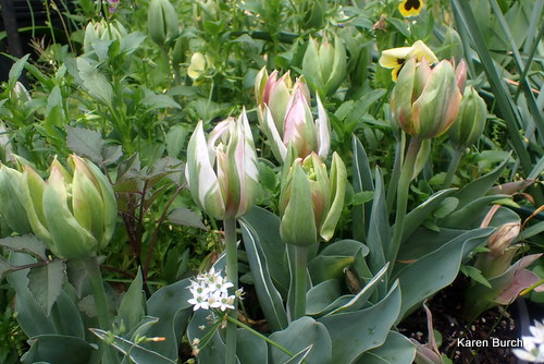 Veridiflora tulips from a mix