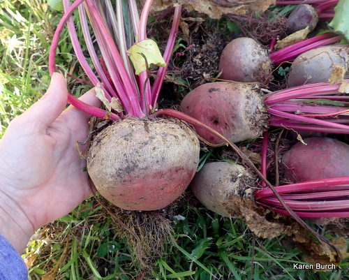 Detroit Red Beets