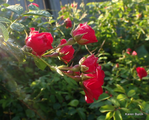 Scarlet Meidiland Rose bloom cluster