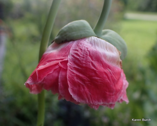 Peach poppy blooming