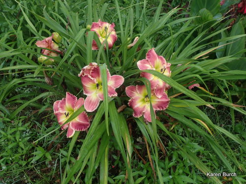 Daylily pink ruffled grouping