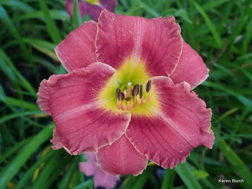 small pink daylily seedling with dark shadings, light stripes and yellow throat