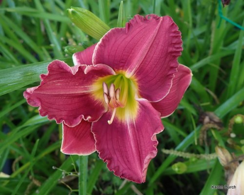 small dark pink ruffly edge with yellow throat