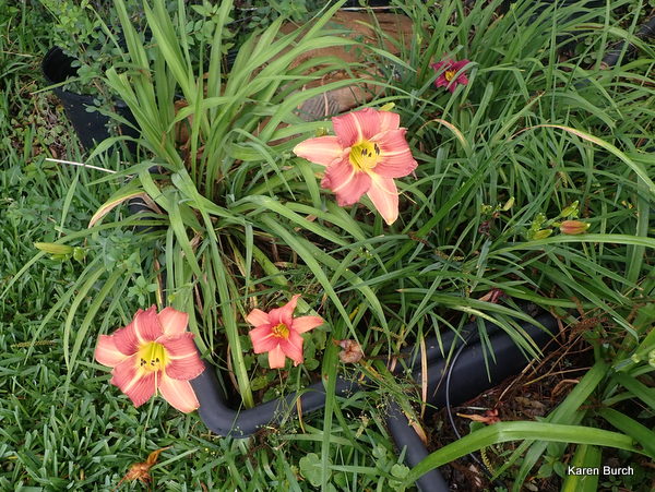 Daylily seedlings in a container