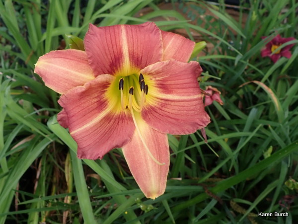 Melon daylily seedling with shadings and yellow throat