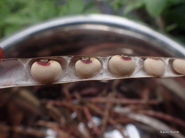 Mississippi Pink eye Southern Cowpea