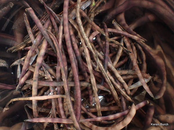 Mississippi Pink eye Southern Cowpea in the shell
