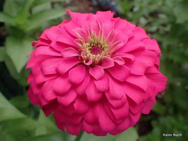 Pink Zinnia