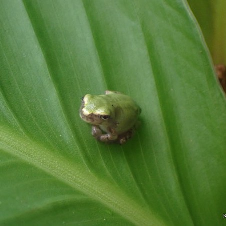 Tiny Tree Frog