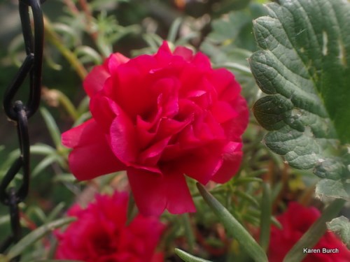 Bright Red Moss rose Portulaca