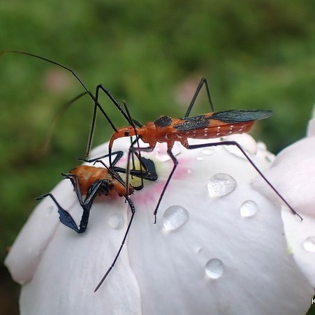 Milkweed Assassin bug eating a leaf footed bug