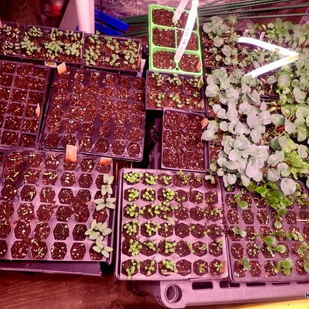 Fall vegetable seedling trays