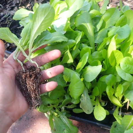 Romaine Lettuce plugs