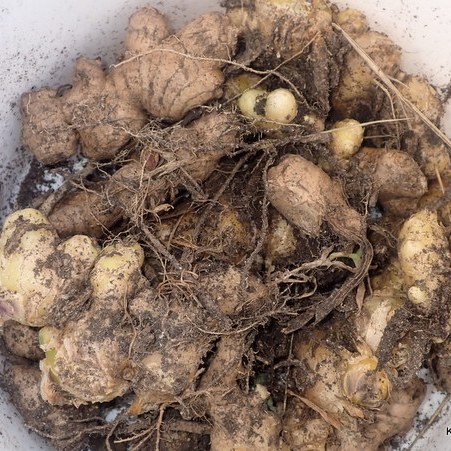 Ginger rhizomes