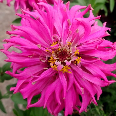 Cactus Zinnia pink