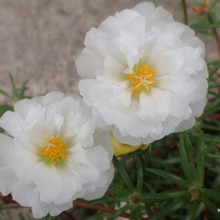 white moss rose