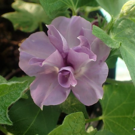Japanese Morning Glory Double Dusky Purple
