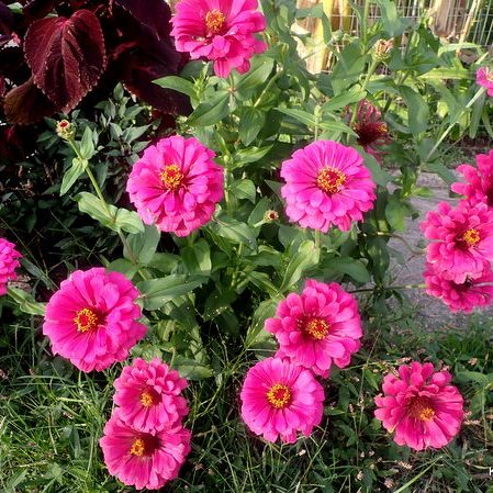 pink zinnia