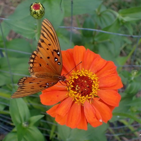 Gulf Fritillary Butterfly on zinnia