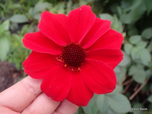 Red Single Dahlia