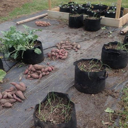 Sweet Potato harvest